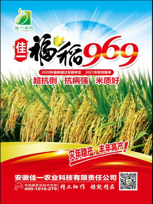 佳一福稻969 引領(lǐng)高產(chǎn)優(yōu)質(zhì)雜交水稻新標(biāo)桿，誠邀技術(shù)合作